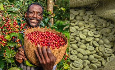 Organic Ethiopian Coffee