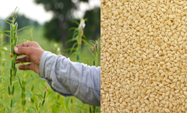 Sesame & Oil Seeds